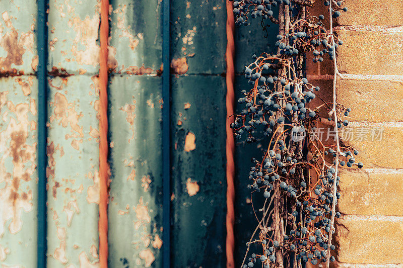 Blueberries and old rusty door in Località Scaparoni, Langhe - Piedmont, Italy